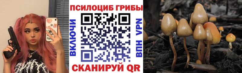Псилоцибиновые грибы Cubensis  Шагонар 